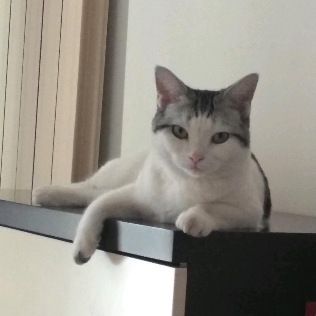 思骐