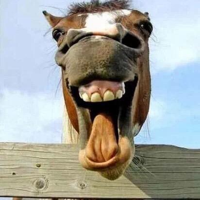 薯条是只小鹦鹉