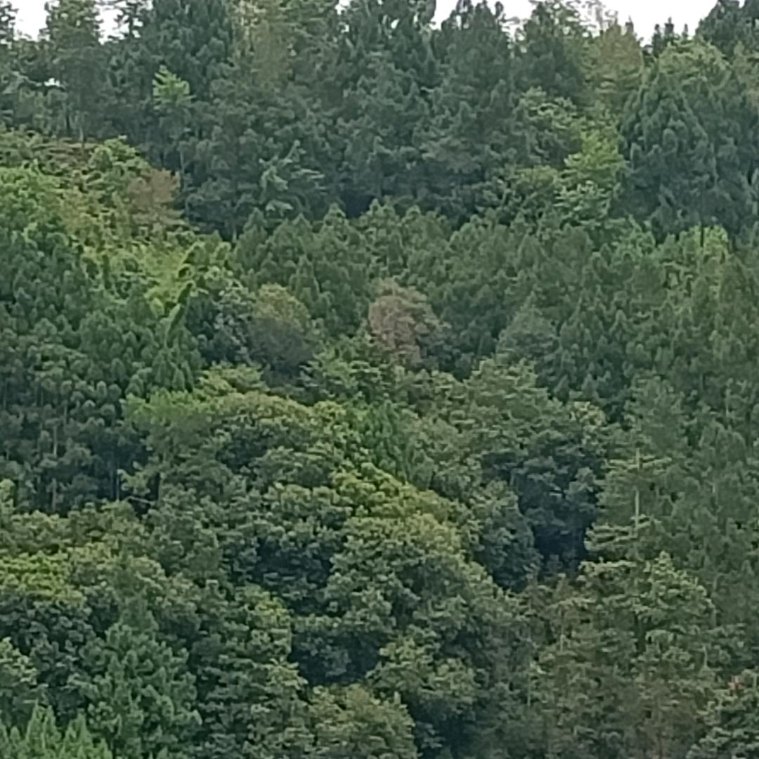 晴天