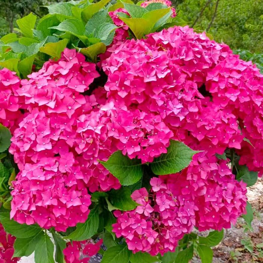 陈丽芳
