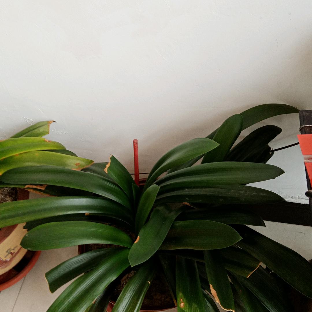 尘缘若梦
