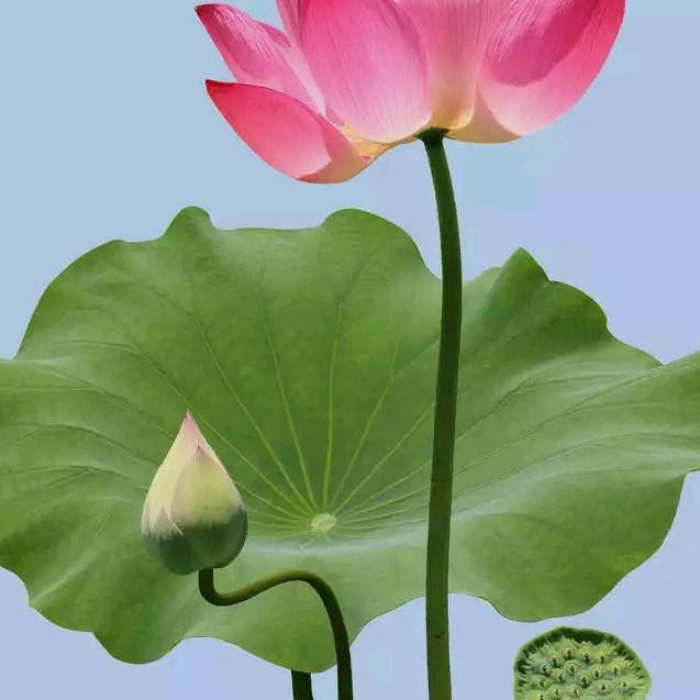 像雨，像雾又像风。