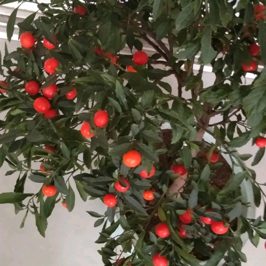 用户826461401319龙行天下