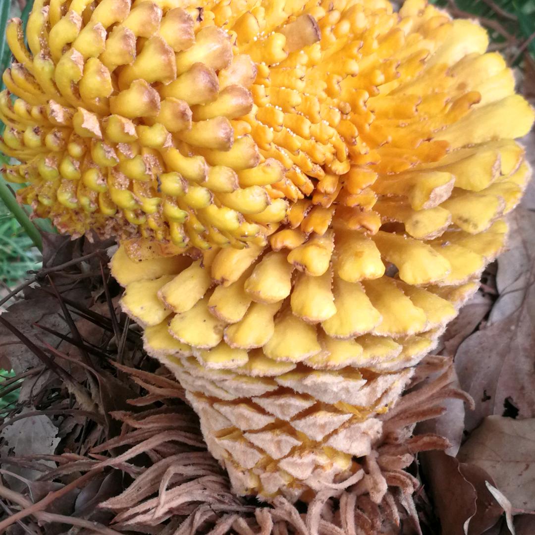孤寒