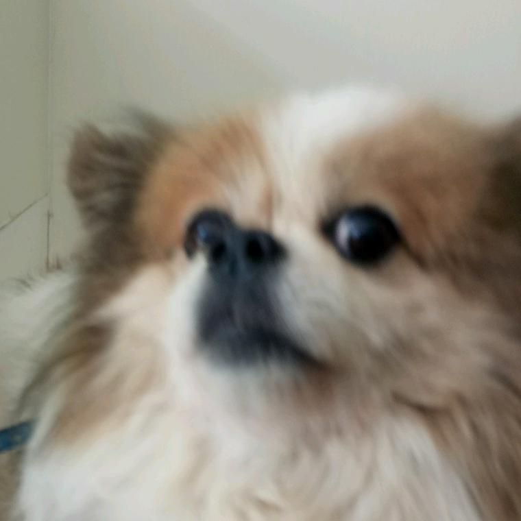 昨日玩童