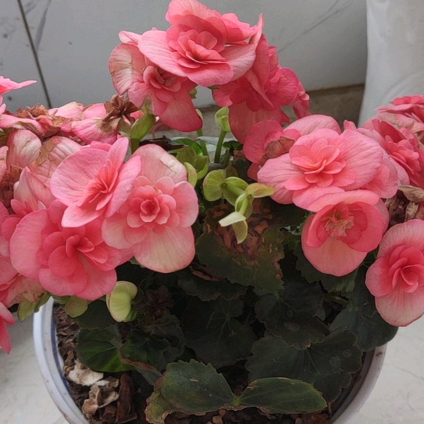 秦菀闲