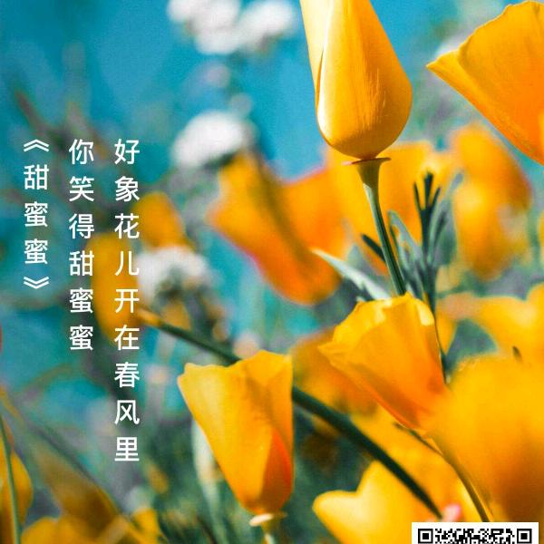 鱼儿