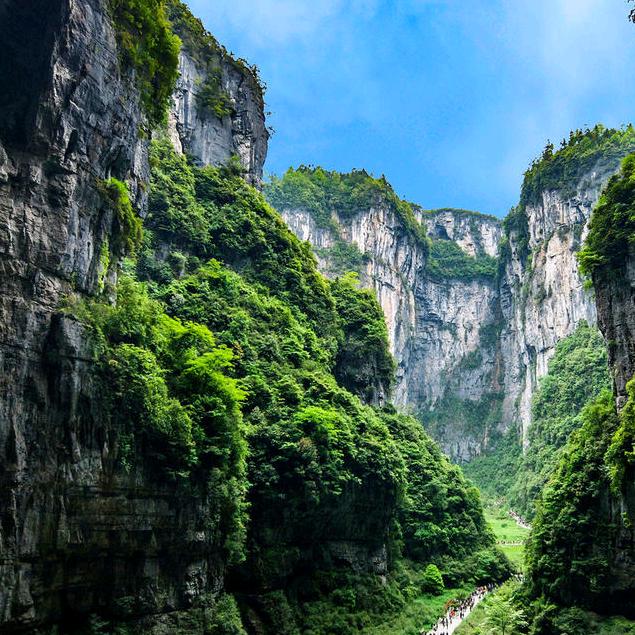 a开心常乐#山草药