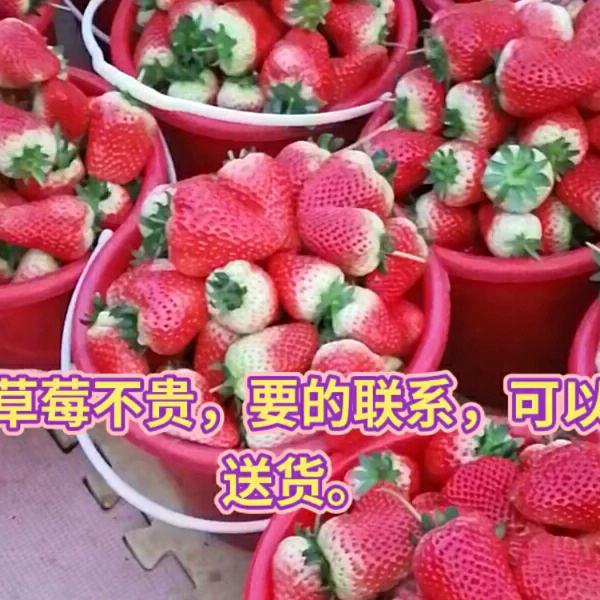 (军中绿花)