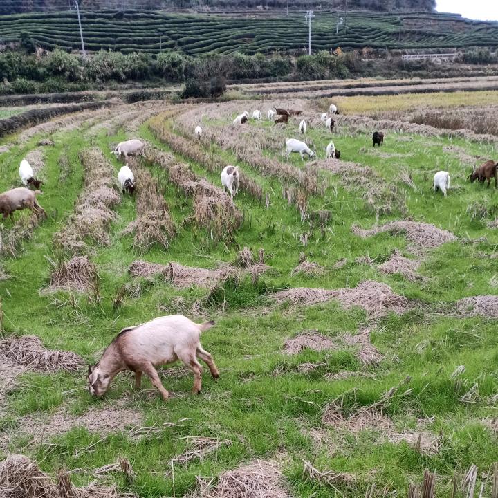 婺西守坞（流动烤全羊）