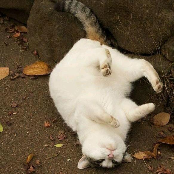 边路小憨熊