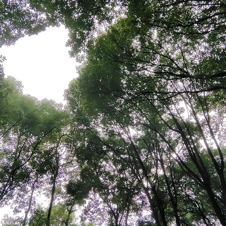 ♛喜鹊♛神经鸟🐦