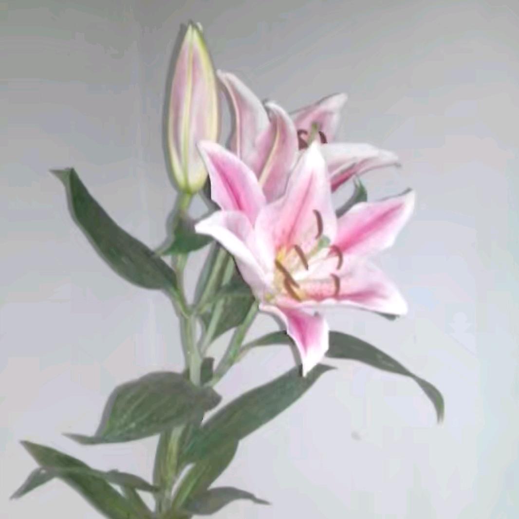 @｛芷溪｝✨✨