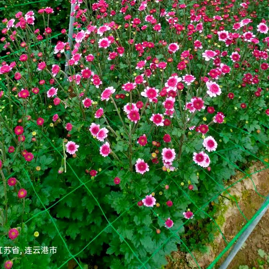 菊花网，定值网，园艺网批发零售