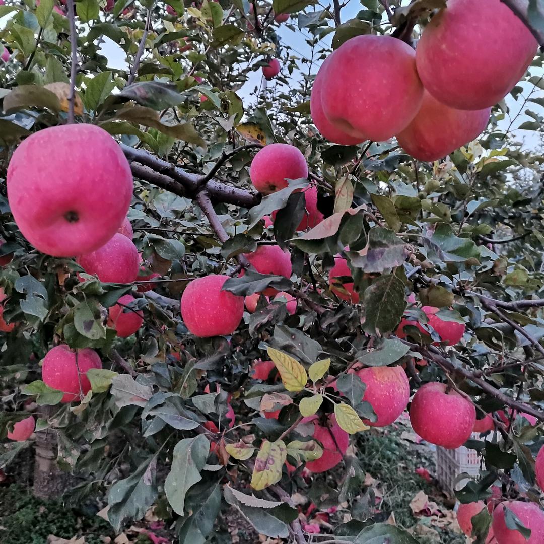 糖葫芦