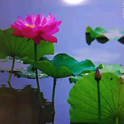 荷花