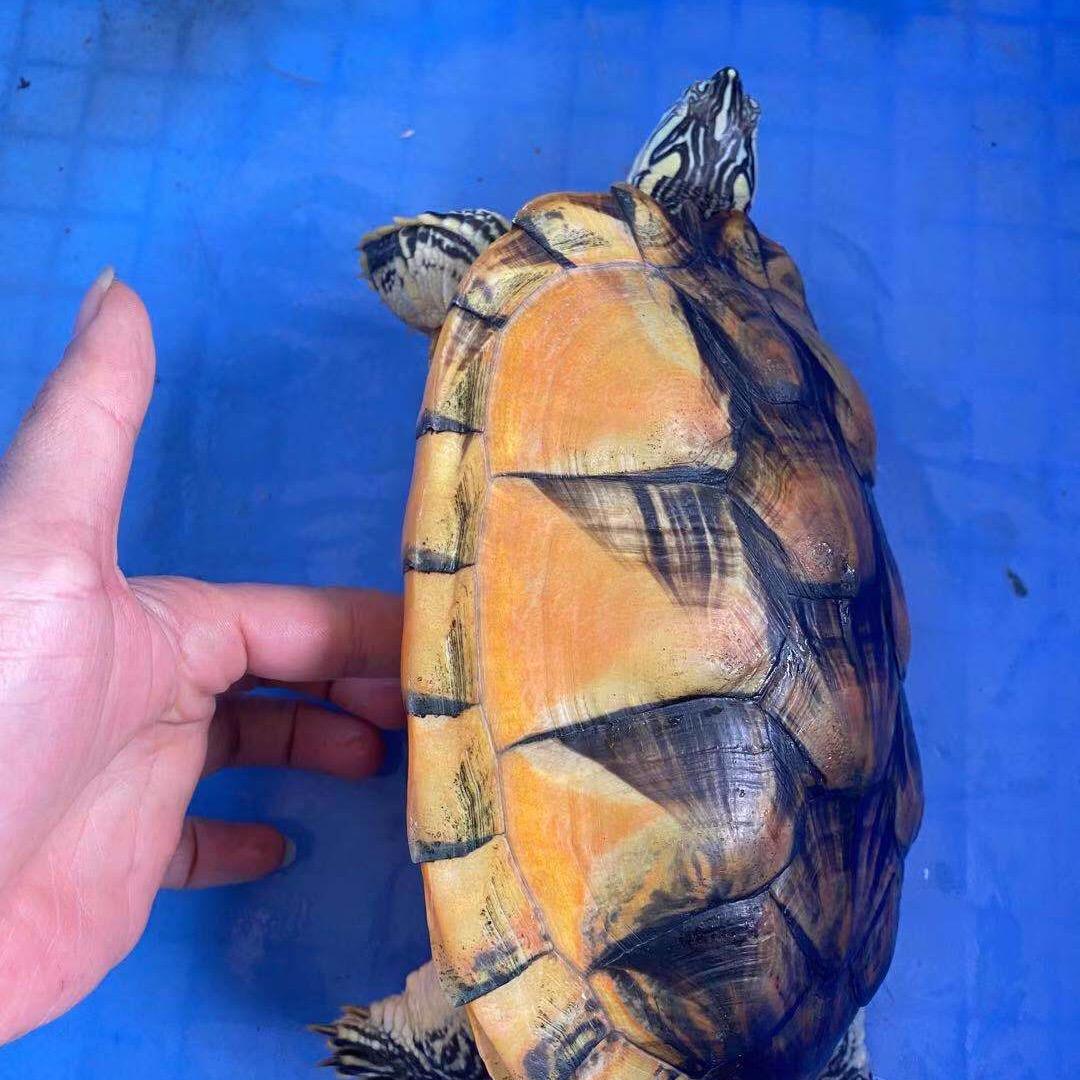 莲丰龟鳖生态养殖场