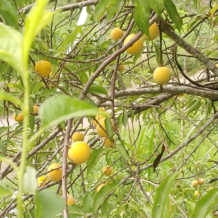 龙川鹤市- 安防监控设备