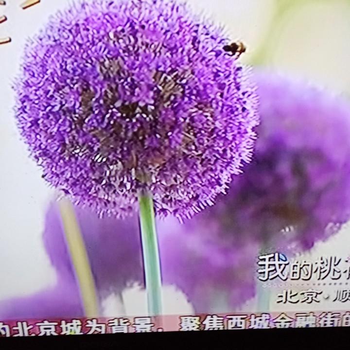 阿芳