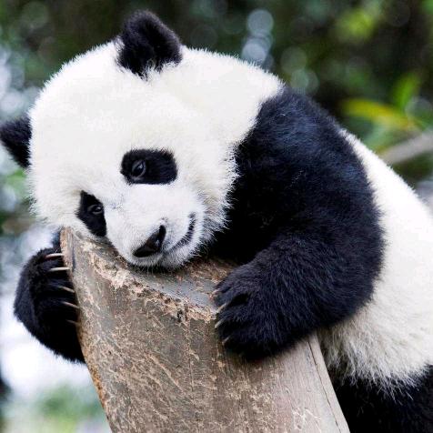 东东