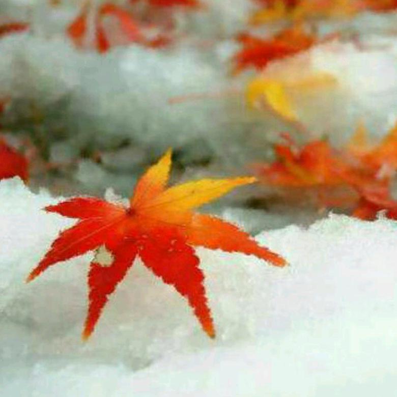 晚秋枫雪