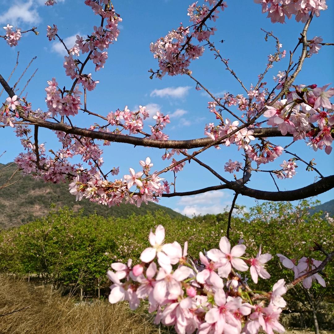 花开花落，又一春