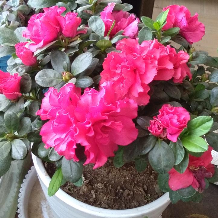 丽芳