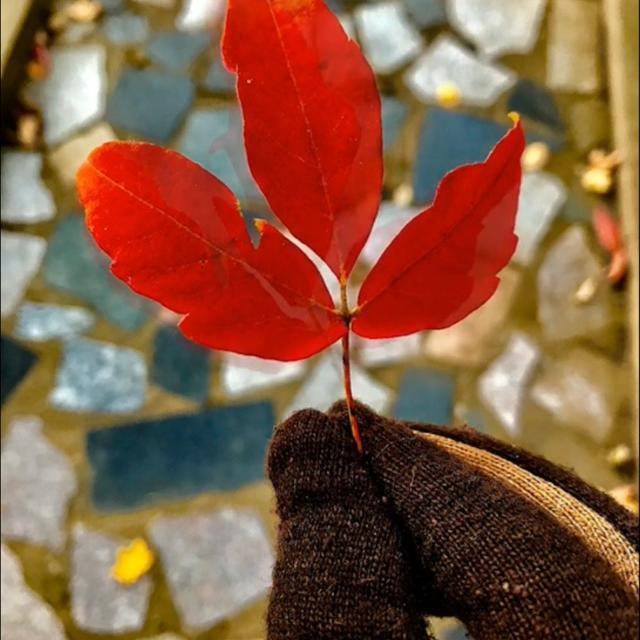 简凡