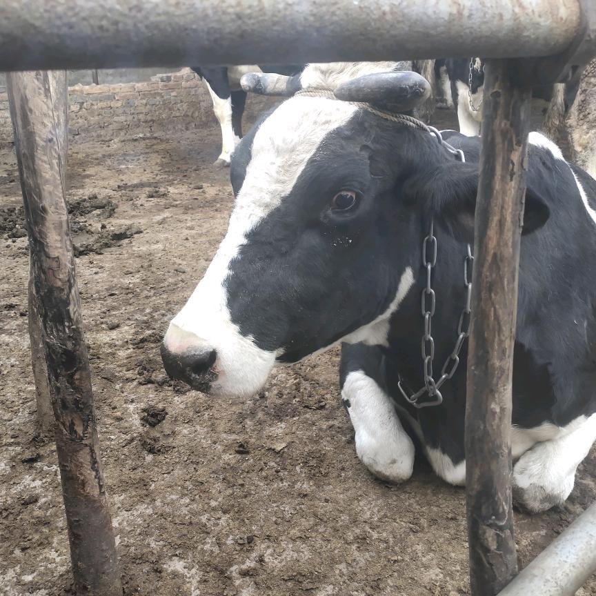 南张家庄养殖场林生