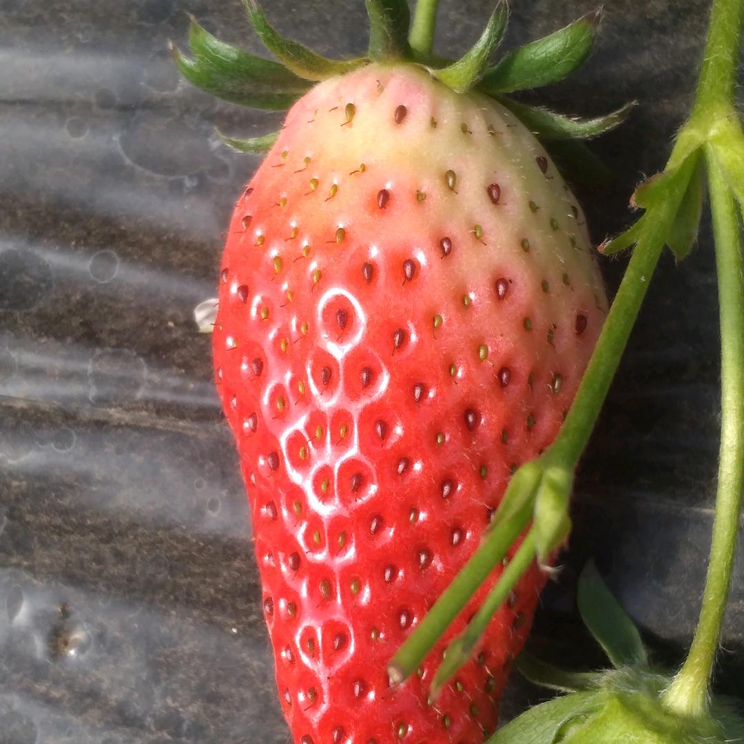 林州市农夫果园采摘园