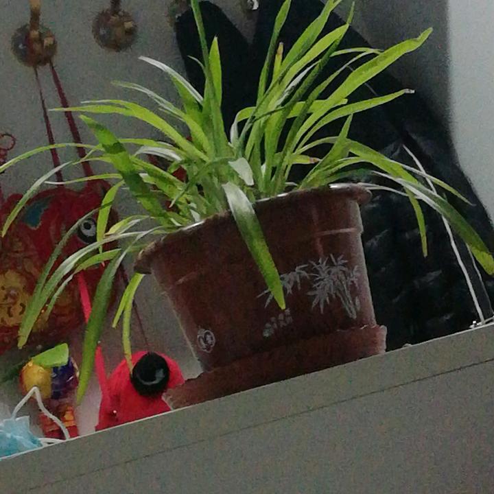子岚