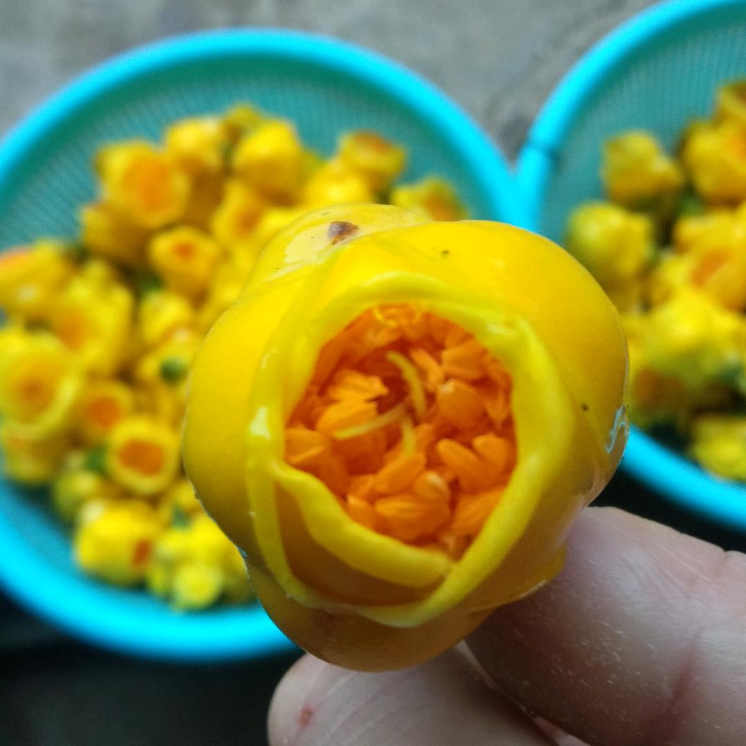 金花茶源源