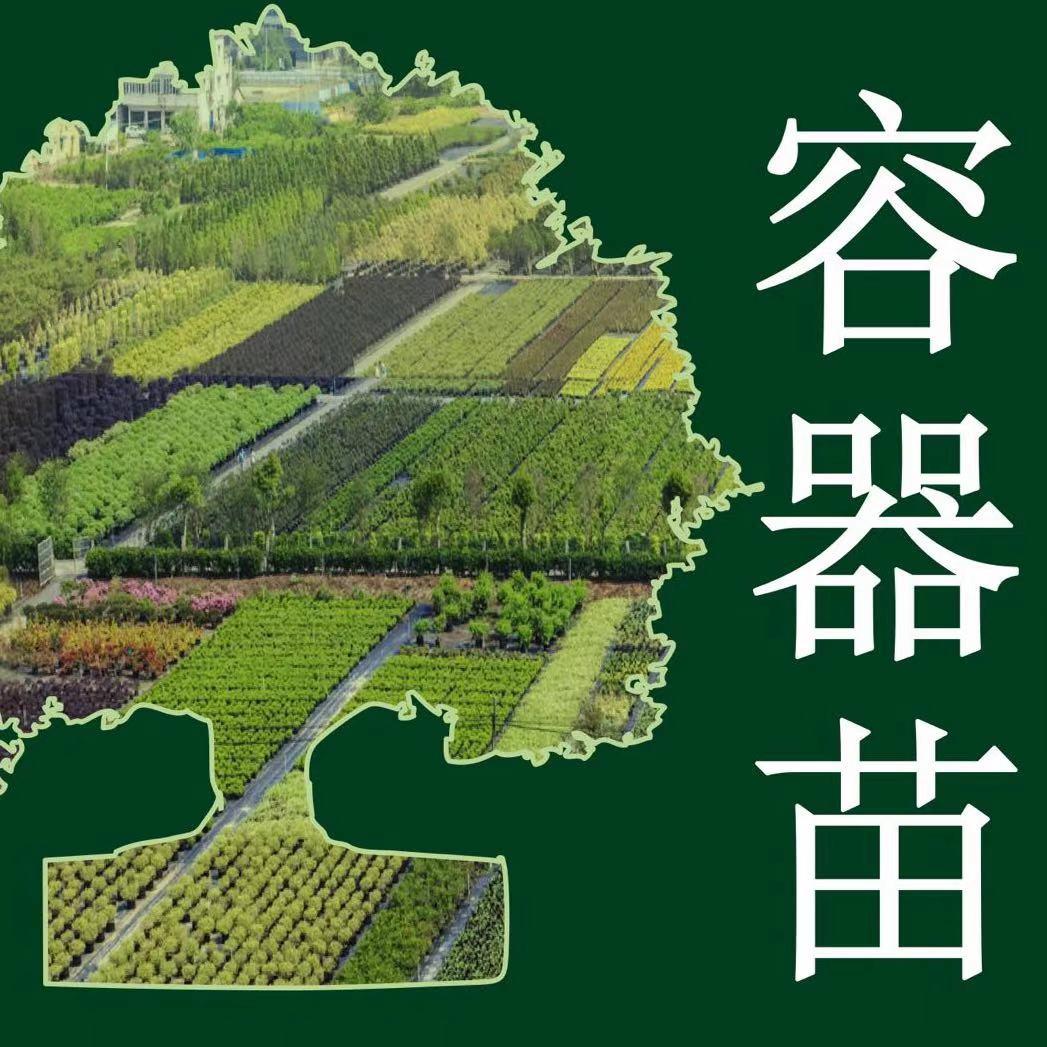 虹越精品容器苗