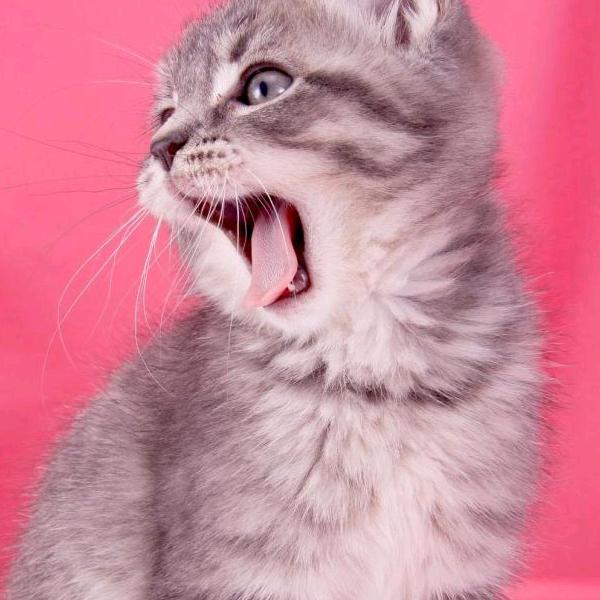 东亮断桥铝门窗  肯德基门  推拉门