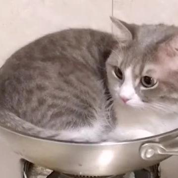 鼓鼓虫