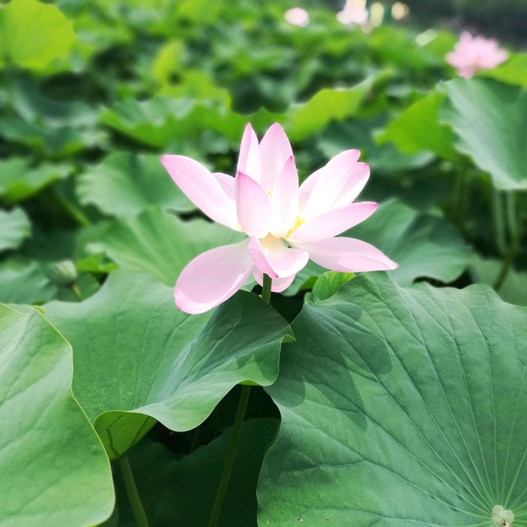 春暖花开_1977