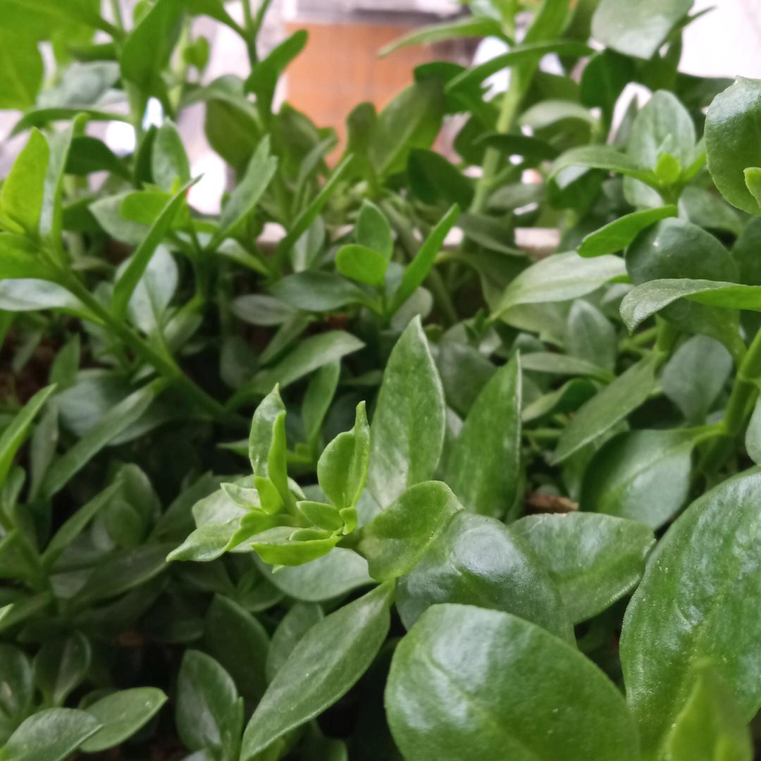 ᨳᩚᤢᤣ执念꧔ꦿ࿐໌້ᮨ