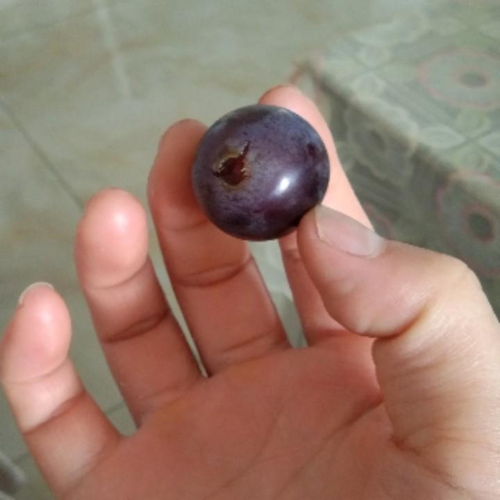 杨