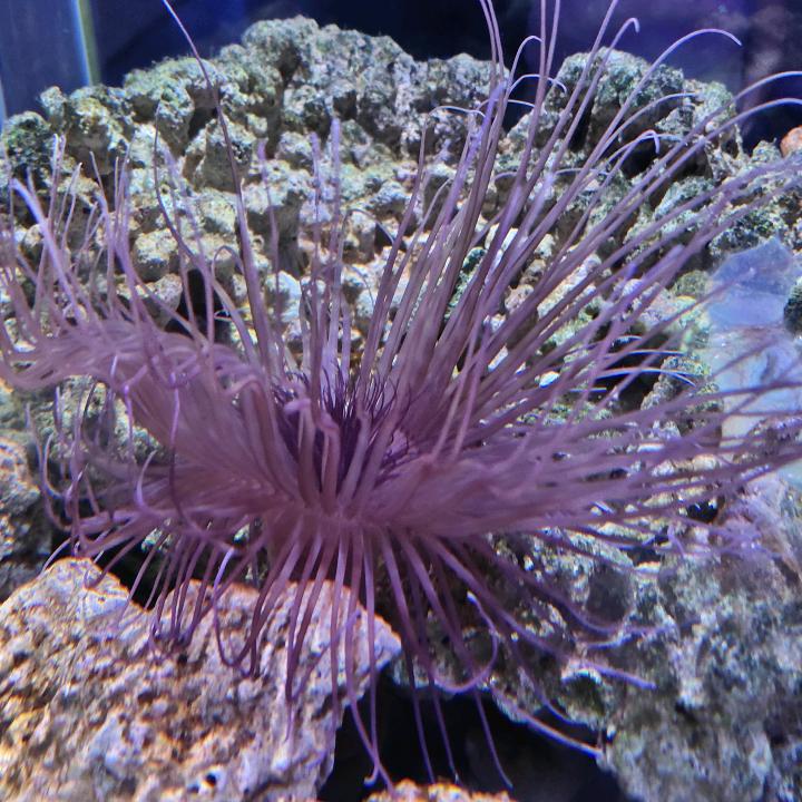 天天剧解析