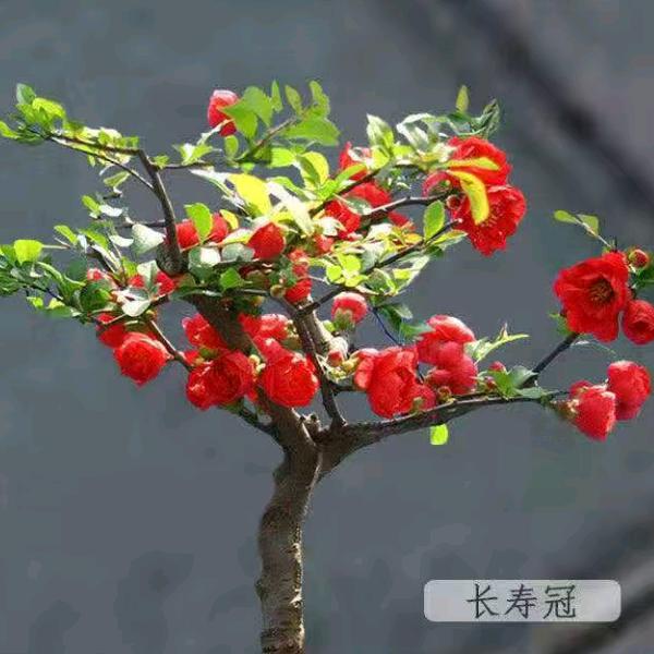 倾城一笑抵我半壁江山