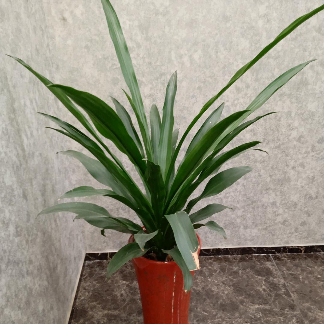 蒋师傅