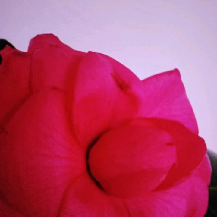 用户1430251902617疼爱媳妇