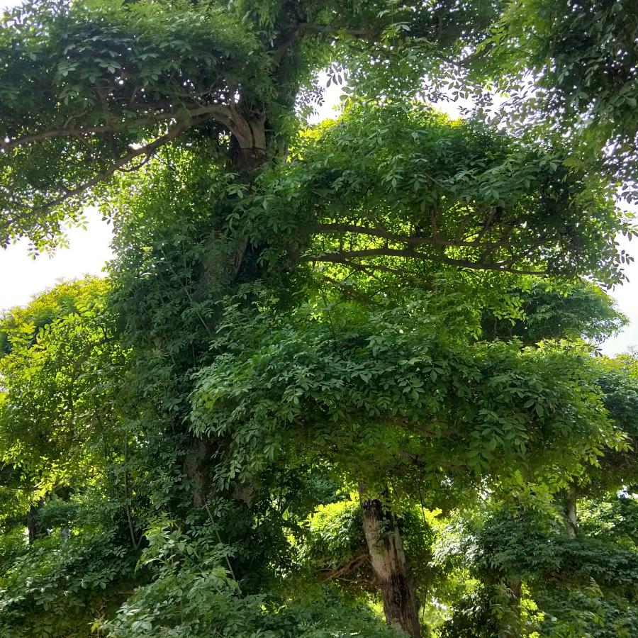 倾城