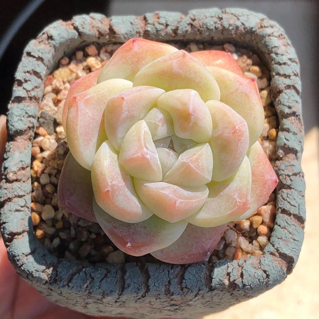 昆明羽鹤花房直播号