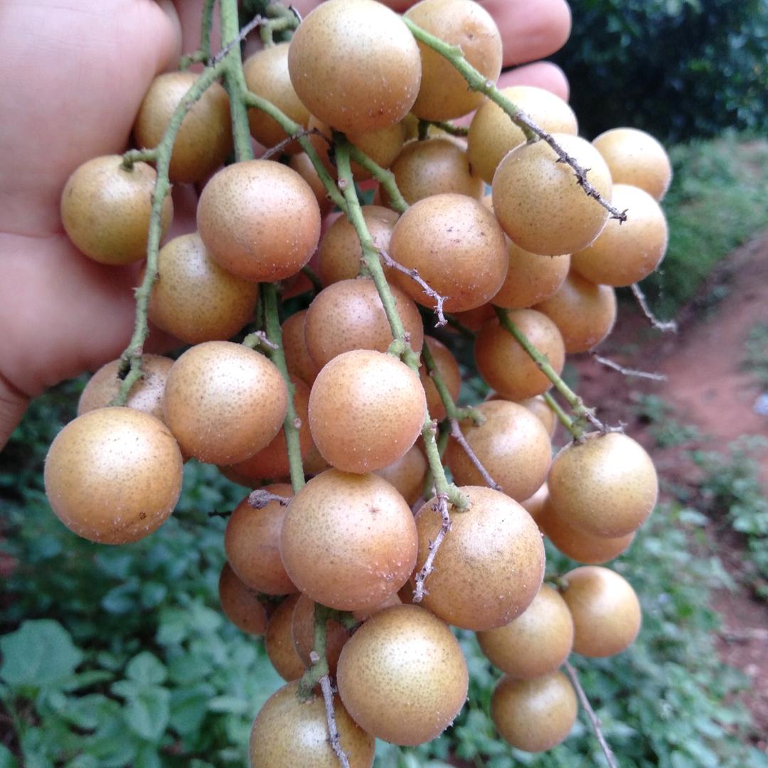 掌上明珠