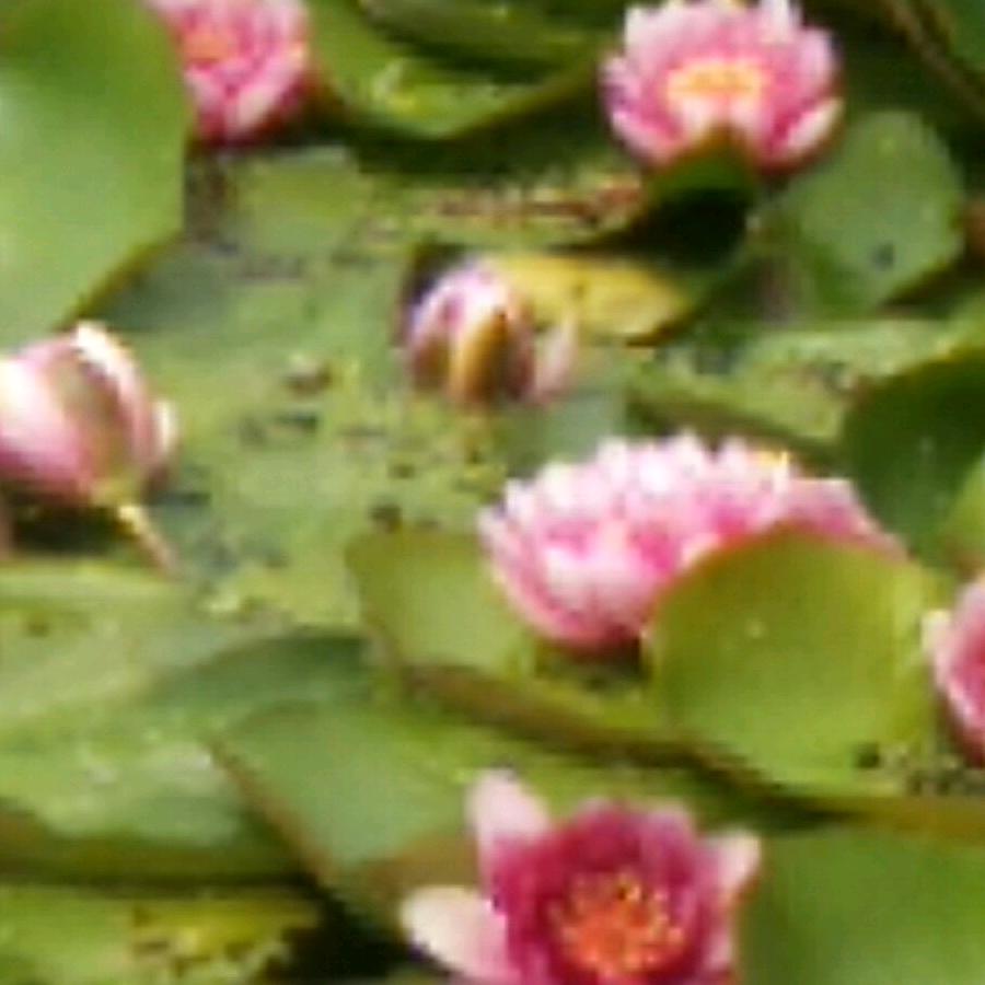 茉莉花开
