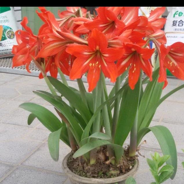 郑家庄西伦鸡场