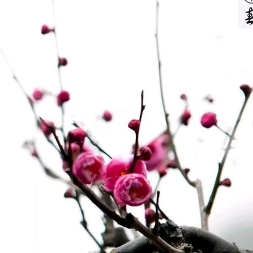 驿路梅花头像