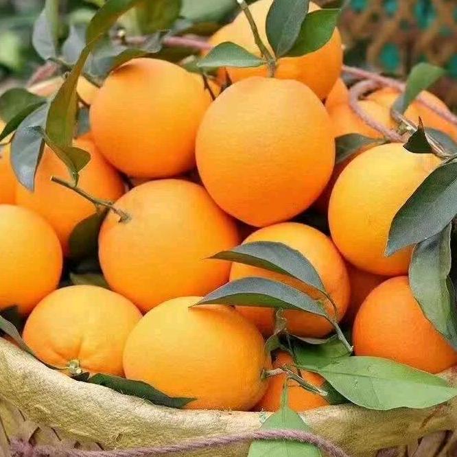 赣南刘氏精品脐橙