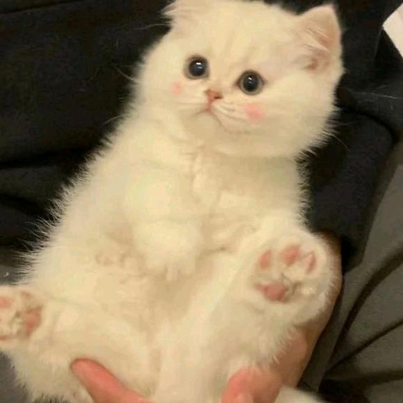 小季炖蘑菇